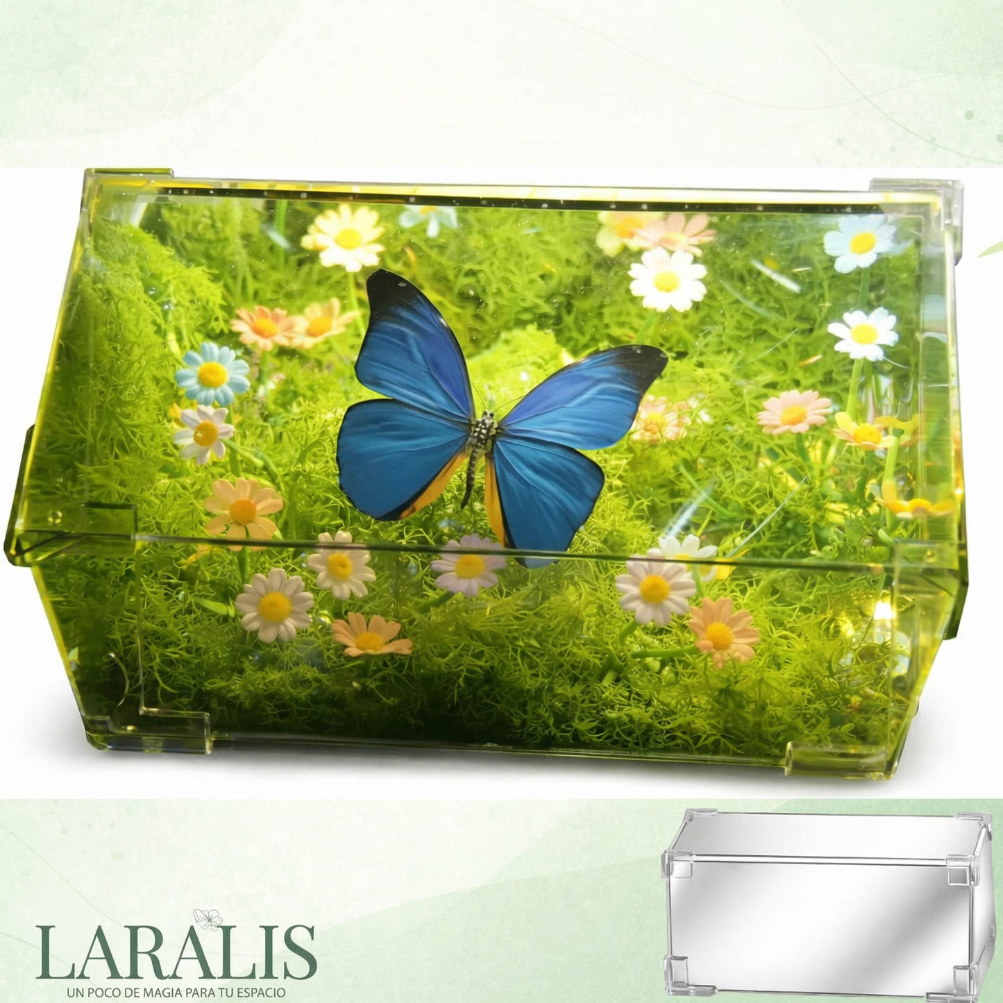 Butterfly Serenity Box – A Living Gift