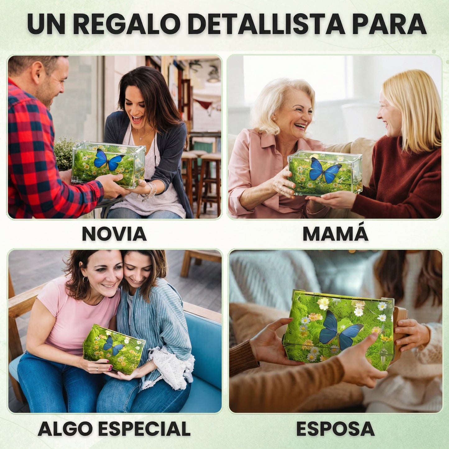 Butterfly Serenity Box – A Living Gift